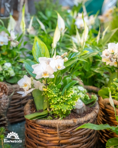 Montages floraux de Noël avec des orchidées blanches dans des pots en osier.